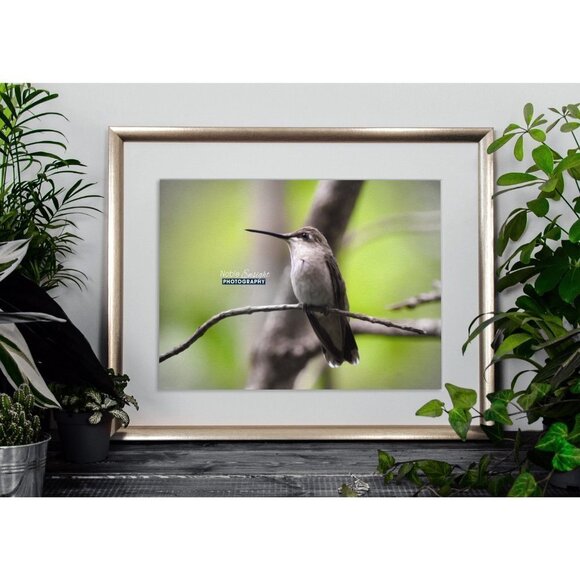 8x10 Hummingbird Gorgeous Oil Painting Art Photography‎ Print - Picture 5 of 6